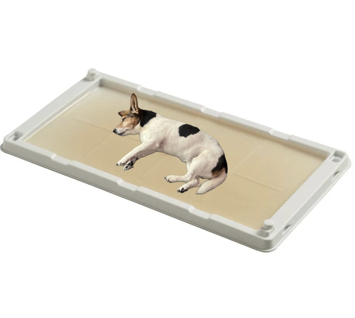 lsdcuredme's tweet photo. my dog pissed on the rug last night so i made this picture of her in a glue trap https://t.co/dpCziBrOtc
