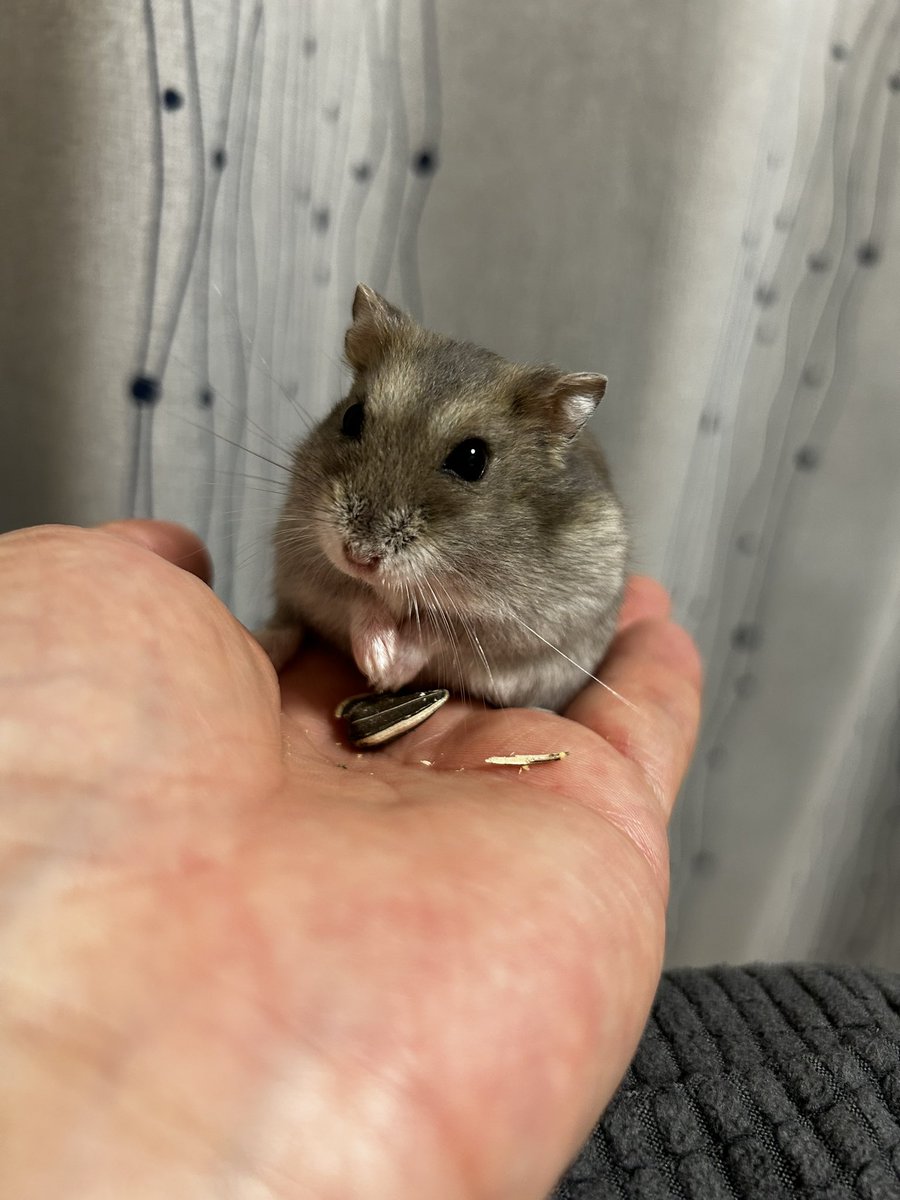 我が家のハムちゃん♂
兄弟で2匹いるけど、性格が全然違う!
動物にも承認欲求の強い弱いがあるのかなぁー⁇