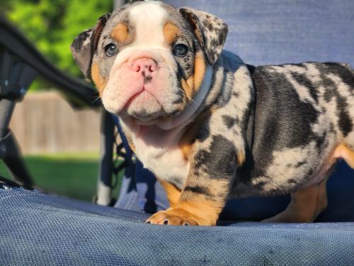 If your ever interested in making a new addition to your family (bulldog puppy) 🐶check us out we'll take care of you.
instagram.com/bulldogz_by_ra…