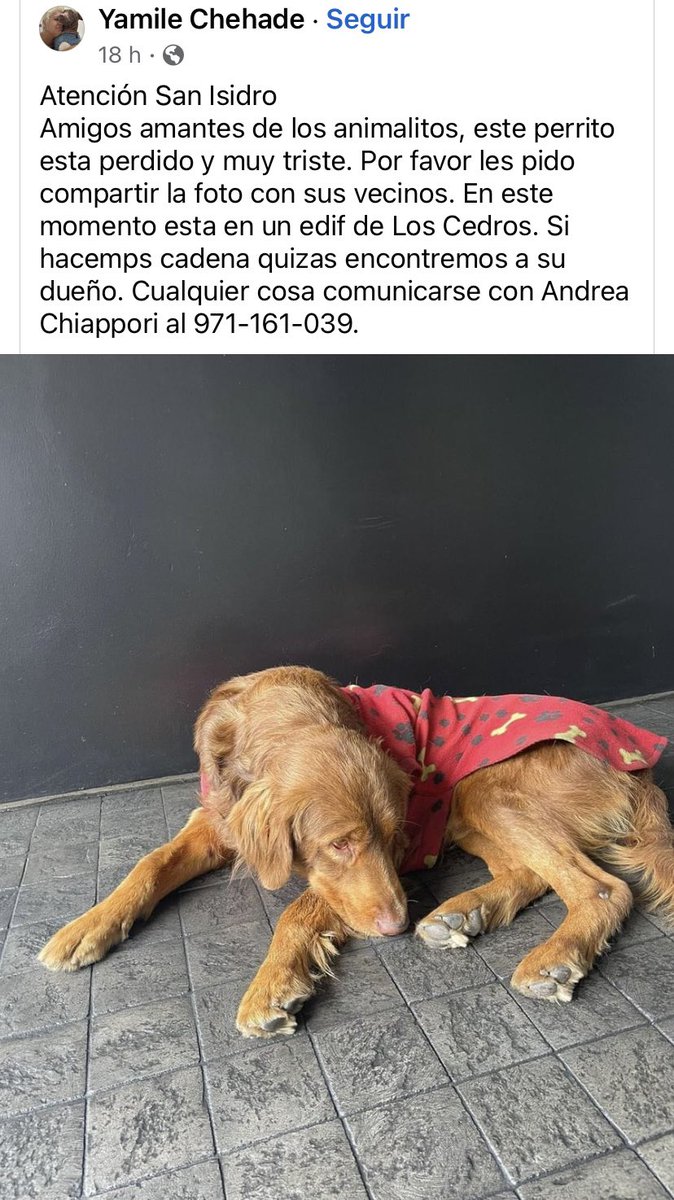 vanessasaba75's tweet photo. ¿Alguien lo reconoce? Se busca a sus dueños https://t.co/tONhJ552is