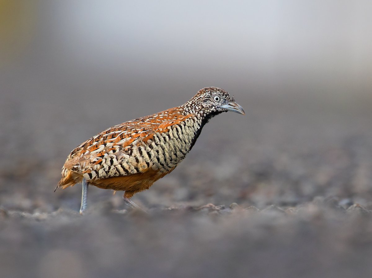 Discovery's tweet photo. Barred Buttonquail 🪶

This bird avoids flying, and is a species that inhabits warm grasslands and feeds on insects and seeds.

📸: Pratik Humnabadkar

#buttonquail #India #barredbuttonquail #wildlifephotography #birdwatching https://t.co/MH70txnYmm