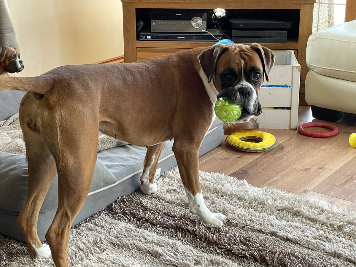 Just a girl and her ball 🥎 🐶🩷