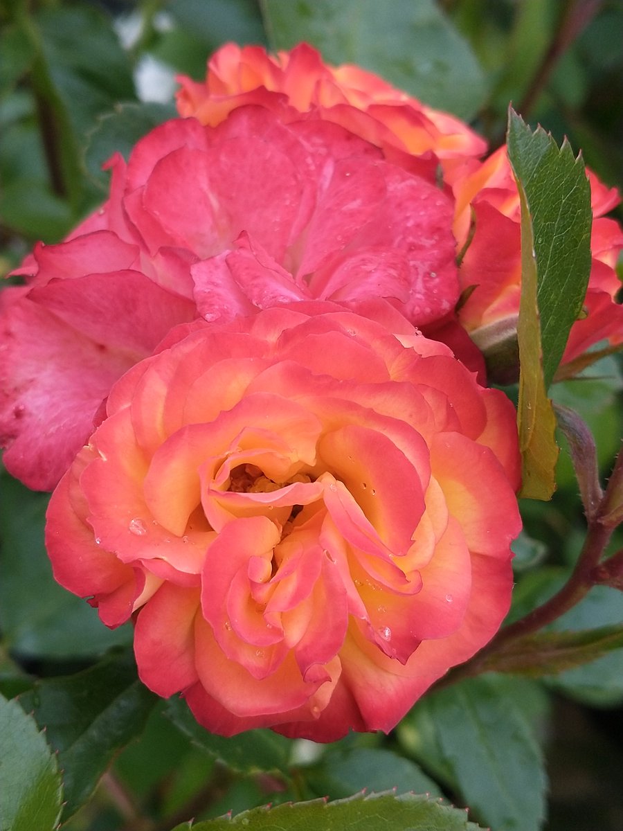 SewellLeigh's tweet photo. Climbing rose 'Rumba' for #rosewednesday ๐ #GardeningX #gardeingtwitter #flowers #blooms #macro #thephotohour https://t.co/Tw2V7pLcqd