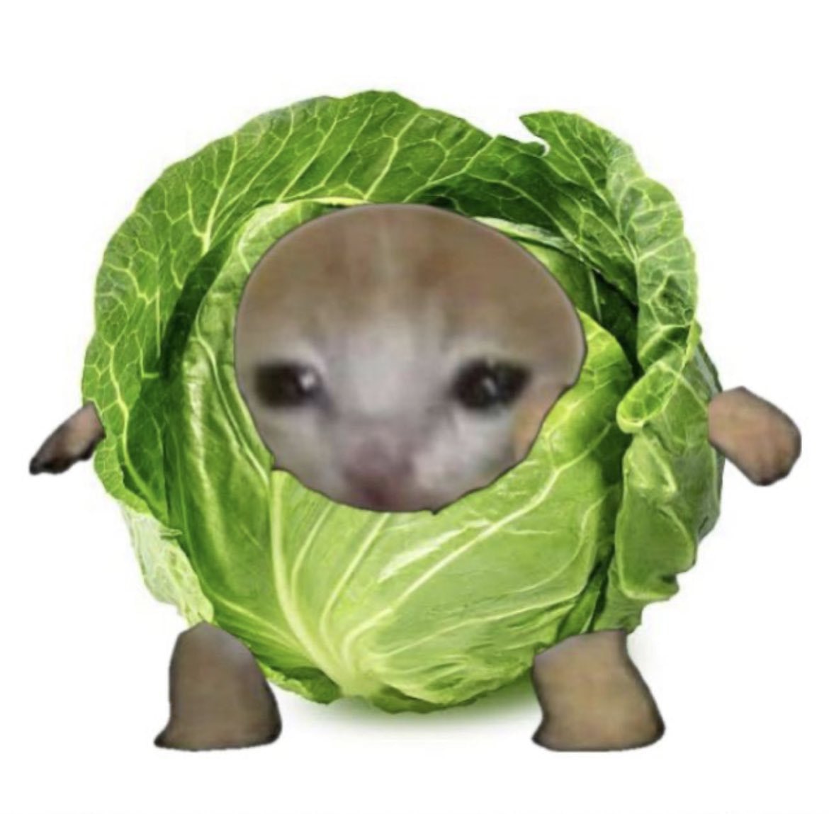Catbbageonsol's tweet photo. @franklinisbored #CATBBAGE @Catbbageonsol 

Ca : 8kzTf1KuGn68pjzLjTReerzFA6rXCh9cPdPsonD3qZr3

Tg : https://t.co/Zi73e2ryvo https://t.co/dmMi1BHydY