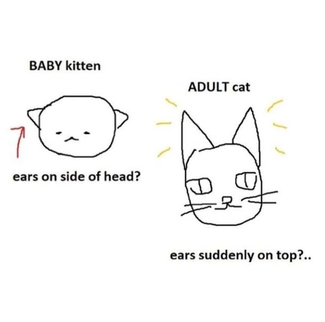 smol silly cat tweet media