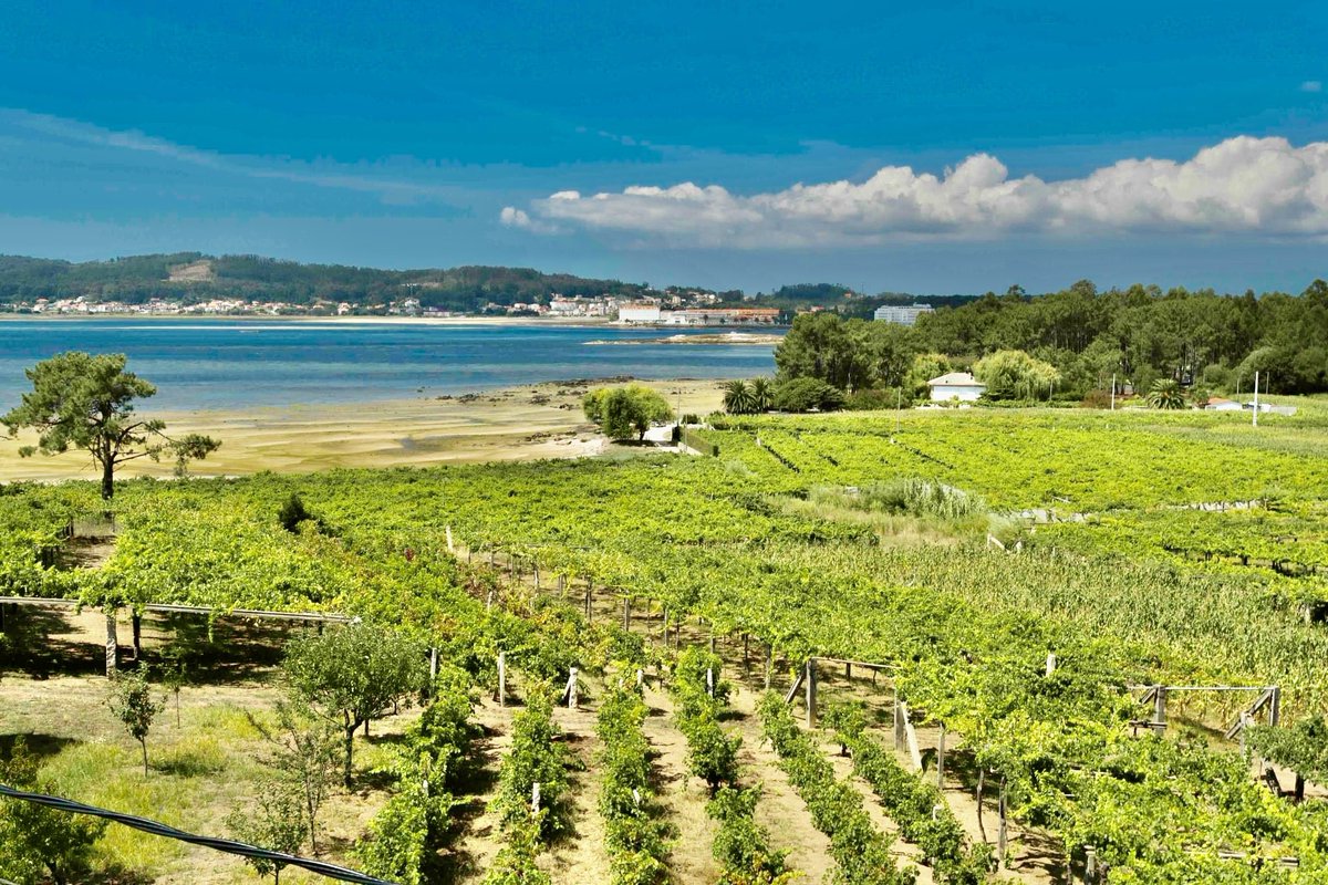 angelvarelapena's tweet photo. Este año, #Cambados es la #CiudadEspañolaDelVino, iniciativa de la Asociación Española de Ciudades del #Vino🍷 (#ACEVIN). En #Global5 @radio5_rne @rne conocemos esta población con la guía Sandra Pérez y con la música de @baiucamusic y @RodrigoCuevasG 🎧👉👉🏻https://t.co/O6Jty4HwLY https://t.co/bwbCGwd12I