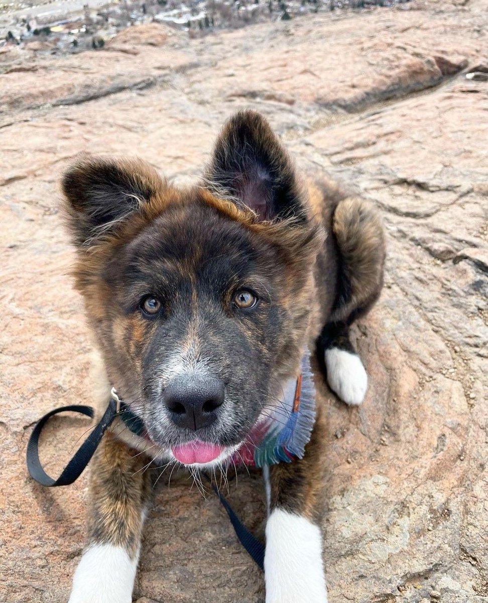 WeRateDogs tweet media