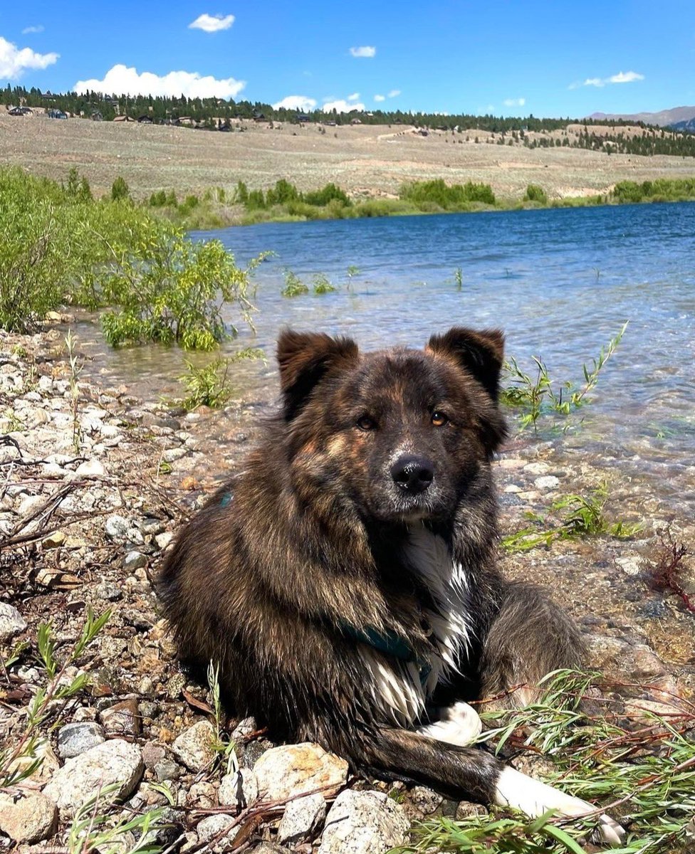 WeRateDogs tweet media