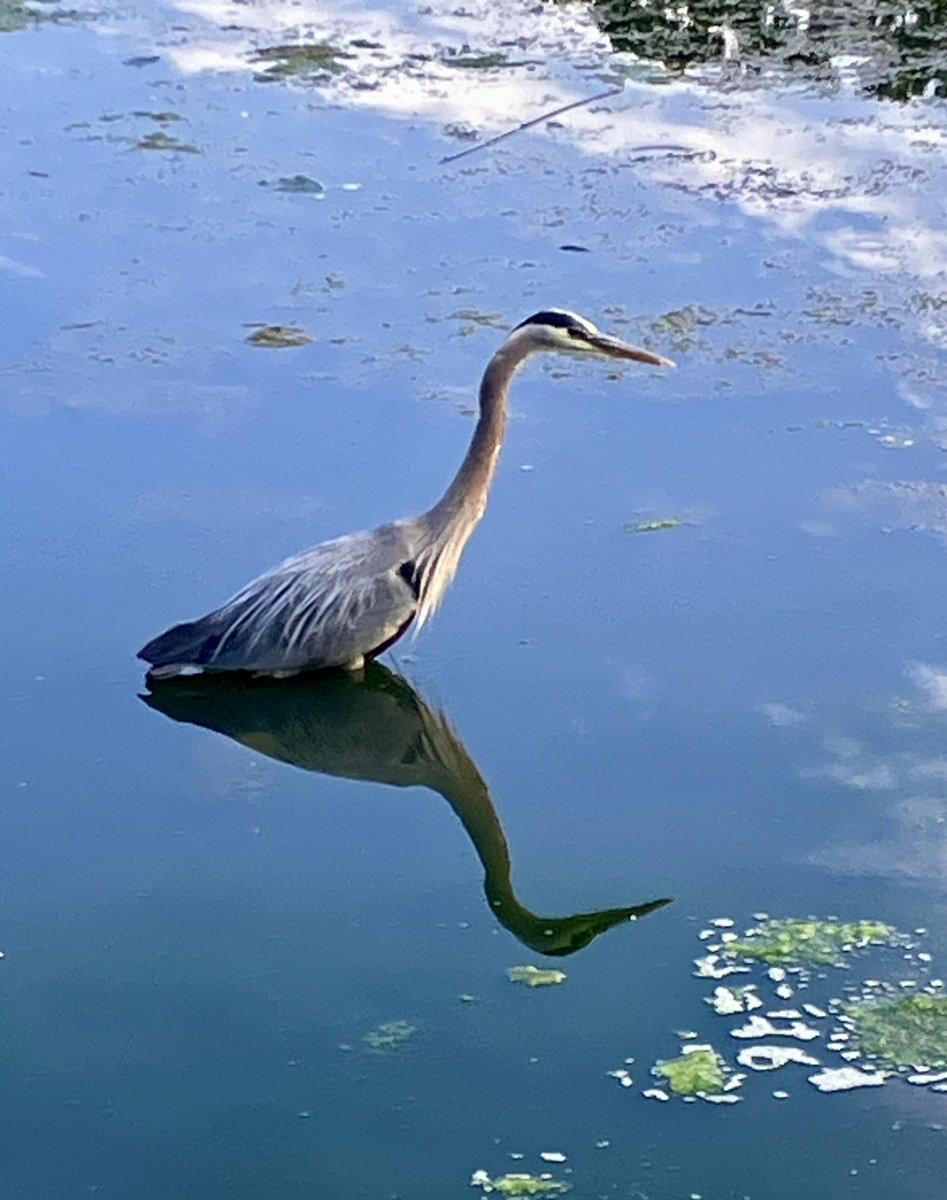 Penalosa_G's tweet photo. #UrbanHealth #ActiveInNature
Morning runs in High Park… priceless.
Each day, different animals, sounds, flowers, people… joyful. #Grateful https://t.co/EslVftevlq