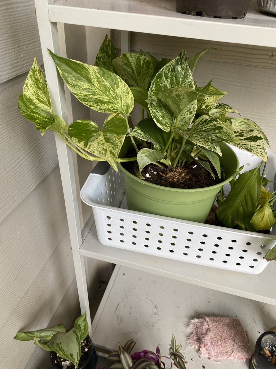 My marble queen is so beautiful 🤩 she’s recently recovering from a theft violation.. my Plantmotherluvas understand that the hurt was beyond livid! I hate a thief and the person I am would have loved to share but ughhh just hate a roach 🪳#houseplants #plantmotherluva