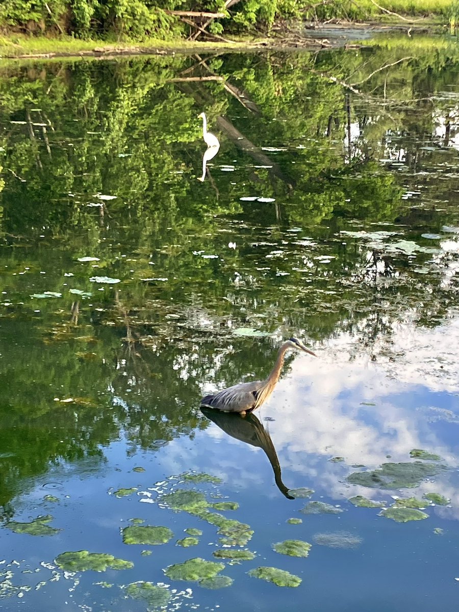 Penalosa_G's tweet photo. #UrbanHealth #ActiveInNature
Morning runs in High Park… priceless.
Each day, different animals, sounds, flowers, people… joyful. #Grateful https://t.co/EslVftevlq