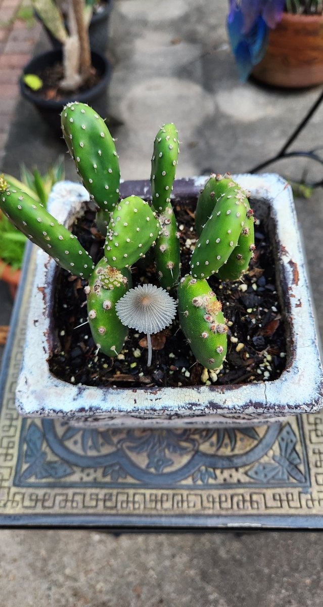 Jakeplus2's tweet image. This proves we've had too much rain...