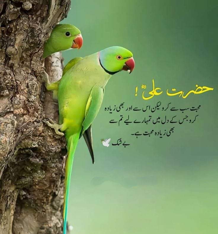 TARIQ ANWAR (@tariqan33480331) on Twitter photo 