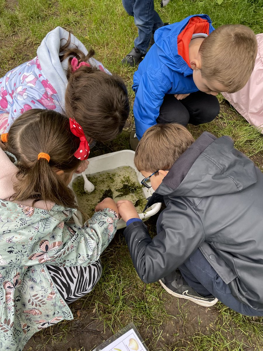 Christleton Primary (@christletonpri) on Twitter photo We really enjoyed pond dipping & found lots of fish, snails, bugs & even a stickleback fish! #year2 <a href="/Ness_Gardens/">Ness Botanic Gardens</a> We really enjoyed pond dipping & found lots of fish, snails, bugs & even a stickleback fish! #year2 <a href="/Ness_Gardens/">Ness Botanic Gardens</a>