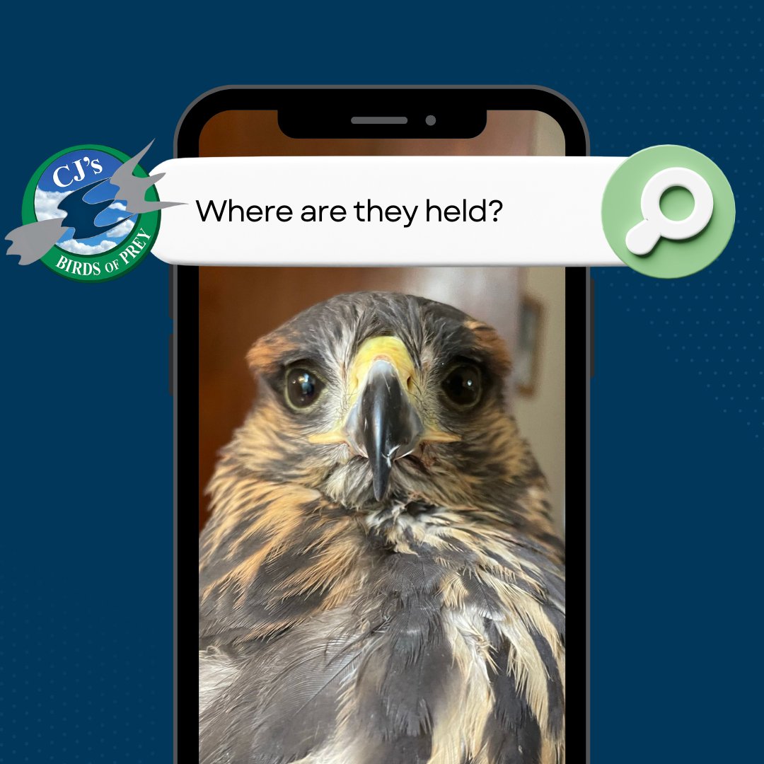 Curious about our CJ’s Birds of Prey Experience Days?
Want to know where they are held?
They are held at either Westmill Farm, Hertfordshire, or Harvest Barn Farm, Farcet, Peterborough.
Contact us to learn more and choose your adventure today!
#CJsBirdsOfPreyExperienceDaysday