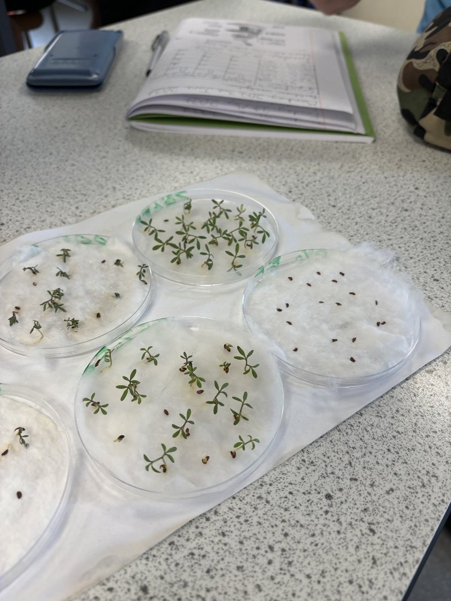 KingsS4L's tweet photo. Year 8 Scientists in Mrs Beadman’s class are doing an investigation into fertilisers. What concentration of fertiliser had the best results when growing cress?
⁦@science_at⁩ ⁦@KingsSchoolOSM⁩ https://t.co/YYigLqay5V