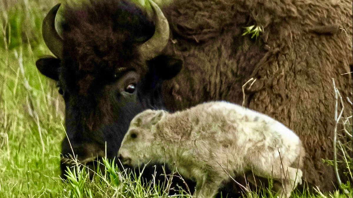 Celebrate and rejoice with me. A rare baby white bison has joined us here on earth. Lakota Chief Arvol Looking Horse, 19th keeper of the Sacred White Buffalo Calf Pipe and Bundle, said that baby’s arrival is blessing and a warning. That we (humans) need to do more to protect the