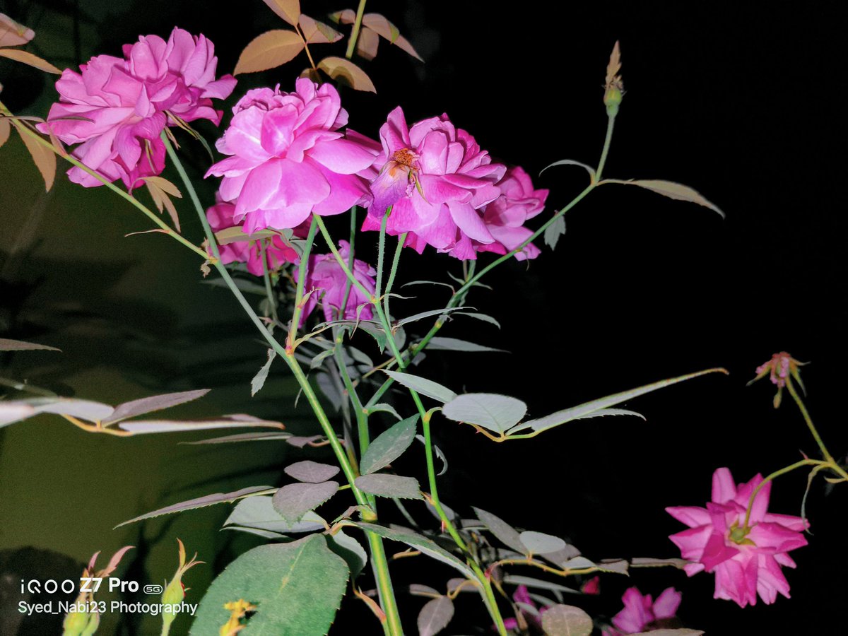 Syed_Nabi23's tweet image. Blooms in focus: capturing nature&apos;s delicate dance.
#FeatureMeOnSocial
#PhotographyIsArt
#Nature 
#ShotOniQOOZ7Pro 
#ShotOniQOO A thread 👇
Using Aura Light feature
