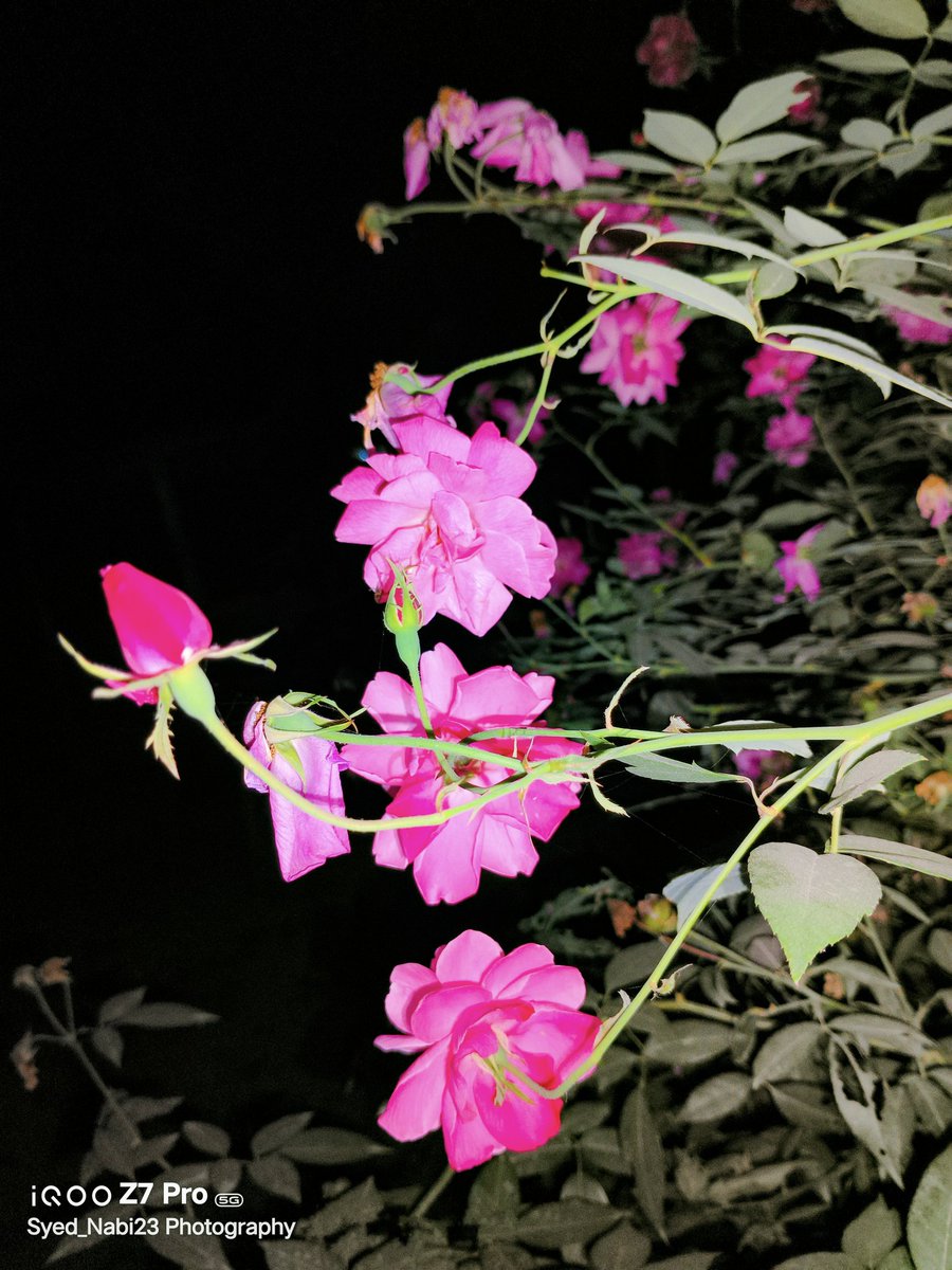 Syed_Nabi23's tweet image. Blooms in focus: capturing nature&apos;s delicate dance.
#FeatureMeOnSocial
#PhotographyIsArt
#Nature 
#ShotOniQOOZ7Pro 
#ShotOniQOO A thread 👇
Using Aura Light feature