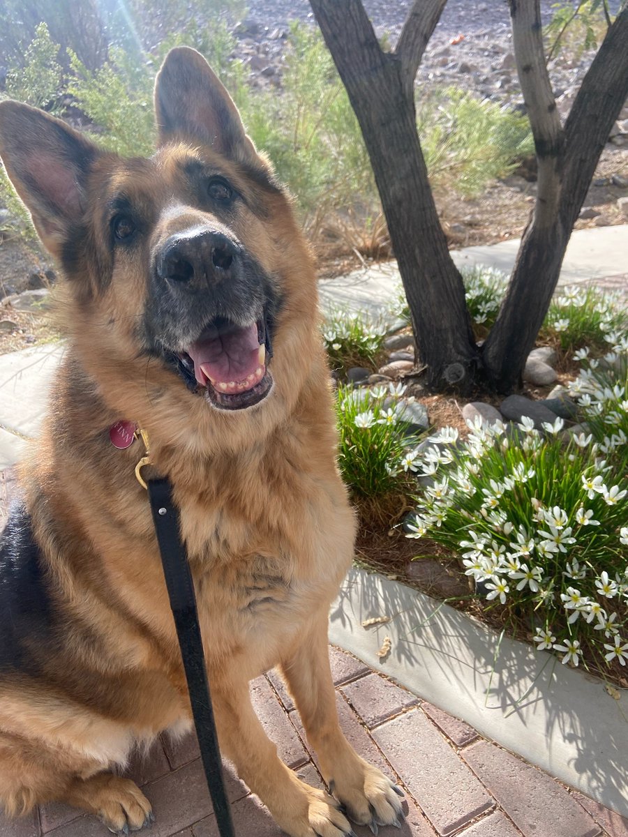 Will Shahan tweet media