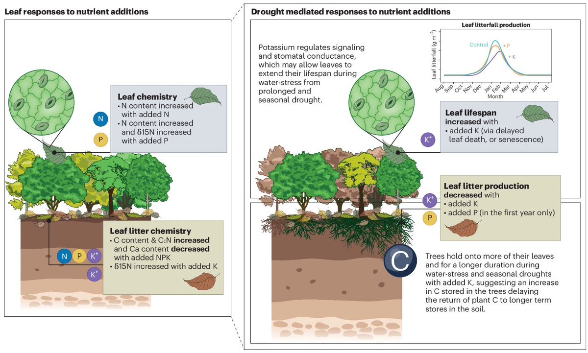 Nature Geoscience (@naturegeosci) on Twitter photo <a href="/raphmanu/">Raphael Manu</a> <a href="/uniGoettingen/">Uni Göttingen</a> News & Views on this paper by <a href="/kmanders7/">Kelly M Andersen</a>:
nature.com/articles/s4156… <a href="/raphmanu/">Raphael Manu</a> <a href="/uniGoettingen/">Uni Göttingen</a> News & Views on this paper by <a href="/kmanders7/">Kelly M Andersen</a>:
nature.com/articles/s4156…