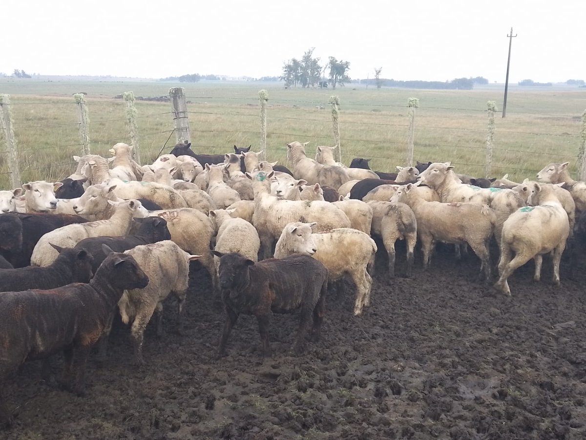 #Hoy una jornada a puro sello🐑
✅️Cerro Largo
✅️Treinta y Tres
OVINOS CLU 24
💰Adelantos disponibles
Llegamos a todo 🇺🇾
🚛Cargamos todo el año