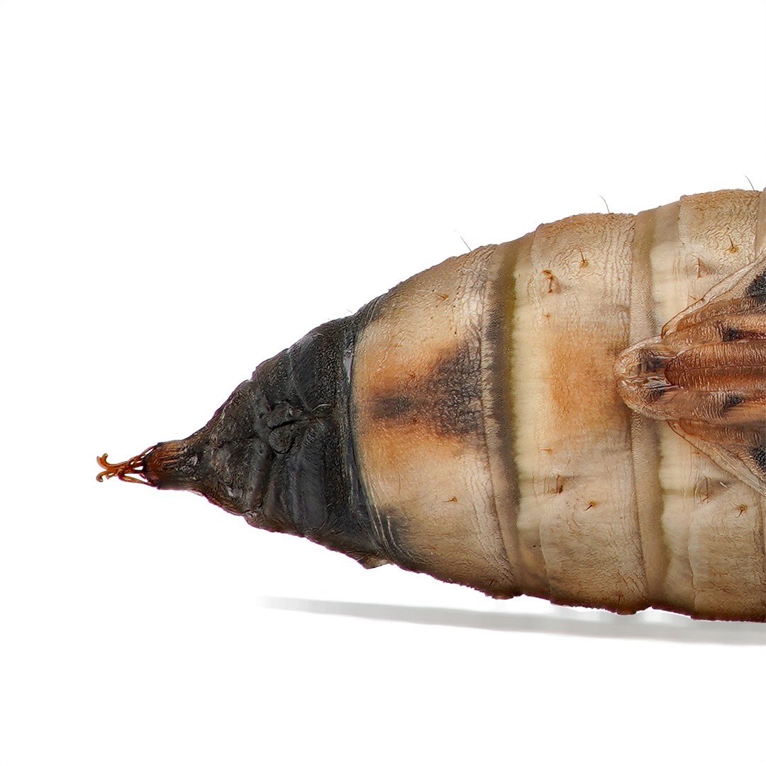 sagaOptics's tweet photo. Box tree moth, Cydalima perspectalis. Shortly before hatching, the pupae is transparent and you can see great details shining through. This is the white/gold color variant of the moth.
#cydalimaperspectalis #buchsbaumzünsler #insects #moth #boxtreemoth #lepidoptera https://t.co/bL9YqGXthK