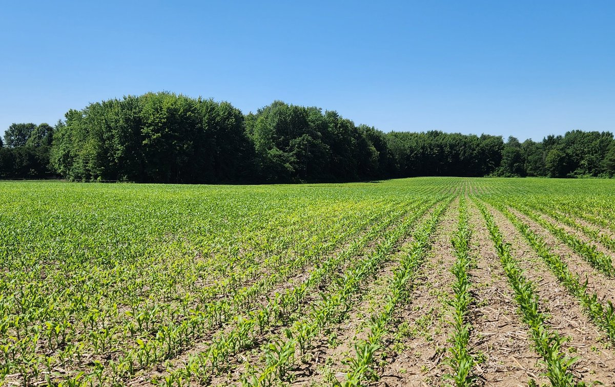 Sulphur deficiency showing up all over the countyside this season in the corn crop.  Very evident on this sandy soil type. Still time to correct with sidedress ATS or topdress AMS. It's yield limiting when it's this visual