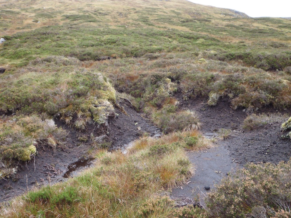 Watts_SH's tweet photo. Bare #peat be gone! Two sets of before/after photos of #peatland #restoration at #Corrour; showing pre restoration condition in comparison to 1 year post restoration. This site is above 550m altitude, with work by @DalefootCompost supported by @PeatlandACTION @NatureScot https://t.co/BTsPRxNlgq