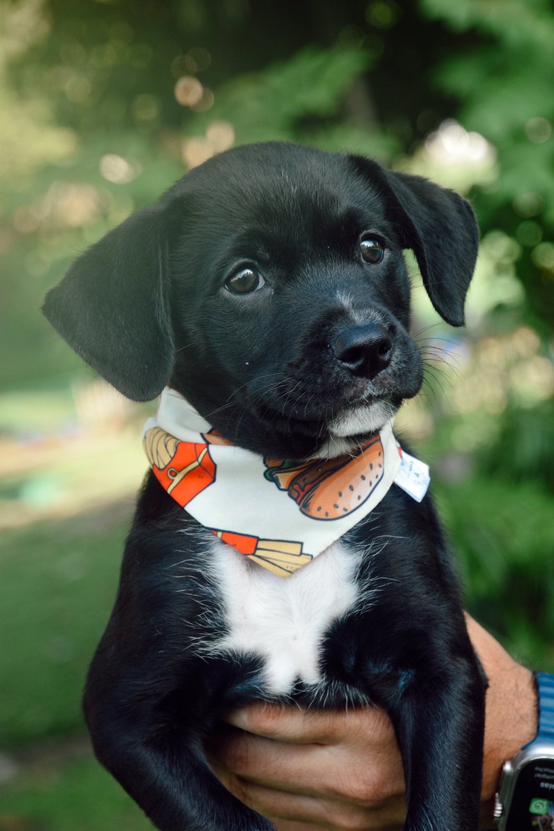 depataenpata_'s tweet photo. Todavia nadie pregunta por Brunito. 🥺 Necesitamos encontrarle un hogar lo antes posible. Contacto: 67802006 https://t.co/cmzYPE2fyo