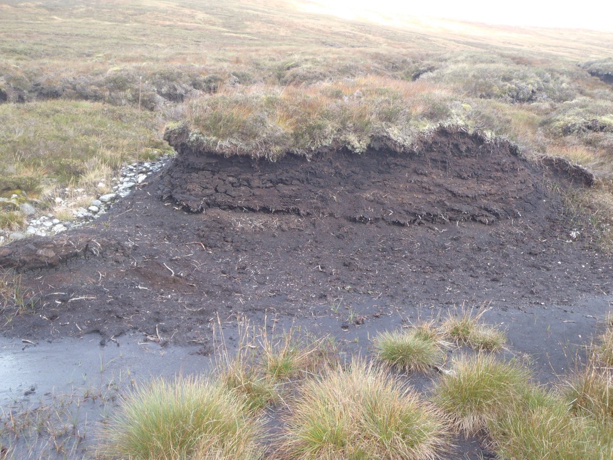 Watts_SH's tweet photo. Bare #peat be gone! Two sets of before/after photos of #peatland #restoration at #Corrour; showing pre restoration condition in comparison to 1 year post restoration. This site is above 550m altitude, with work by @DalefootCompost supported by @PeatlandACTION @NatureScot https://t.co/BTsPRxNlgq