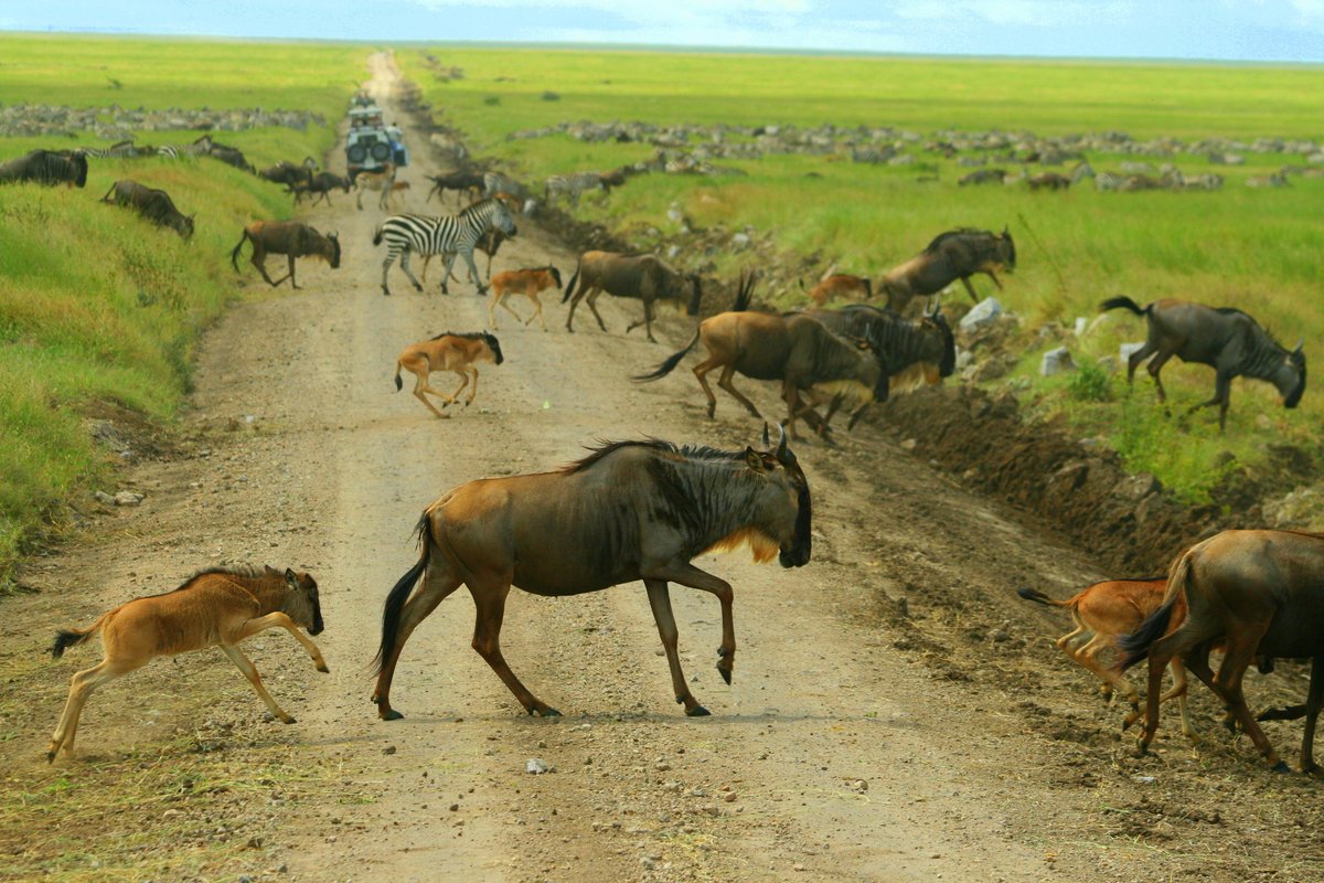 cedarberg's tweet photo. Wildebeest calves can walk within minutes of being born. 
These spindly legged cuties start eating grass from ten days old but remain with their mother, even after they are weaned, until the next year's newborn arrives. 

#africansafari
#luxurysafari
#greatmigration https://t.co/un2qhUkiBm