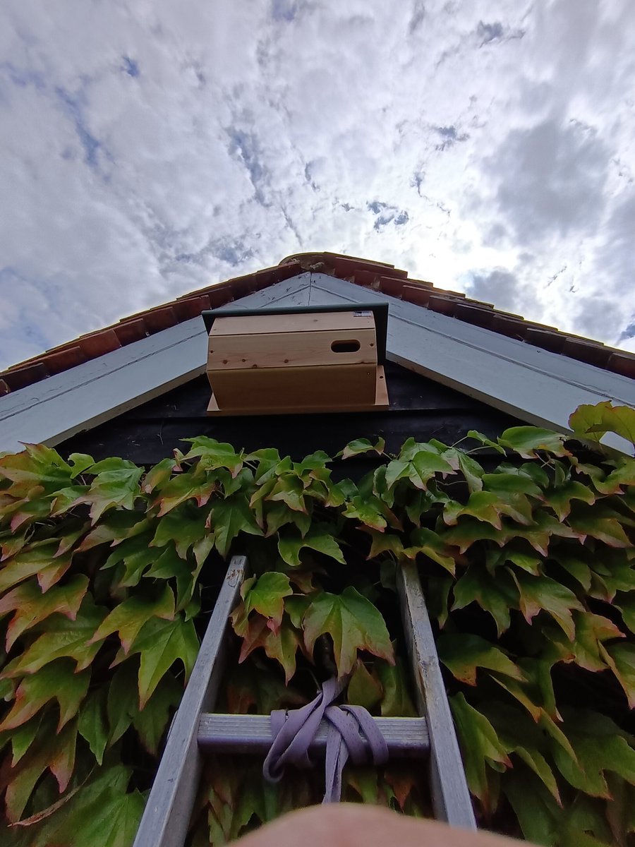 Another #swift nest box up today for Sarah in Westgate.
Keeping the skies alive.
