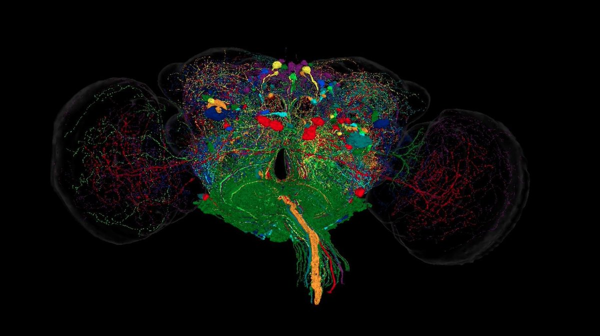 EPFL Brain Mind Institute (@brainmind_epfl) on Twitter photo The lab of <a href="/Brainmind_EPFL/">EPFL Brain Mind Institute</a> professor Pavan Ramdya <a href="/ramdya/">Pavan Ramdya</a> reveal how the #Drosophila brain can transform relatively simple neuronal patterns into complex behavioral actions - actu.epfl.ch/news/fruit-fly… The lab of <a href="/Brainmind_EPFL/">EPFL Brain Mind Institute</a> professor Pavan Ramdya <a href="/ramdya/">Pavan Ramdya</a> reveal how the #Drosophila brain can transform relatively simple neuronal patterns into complex behavioral actions - actu.epfl.ch/news/fruit-fly…