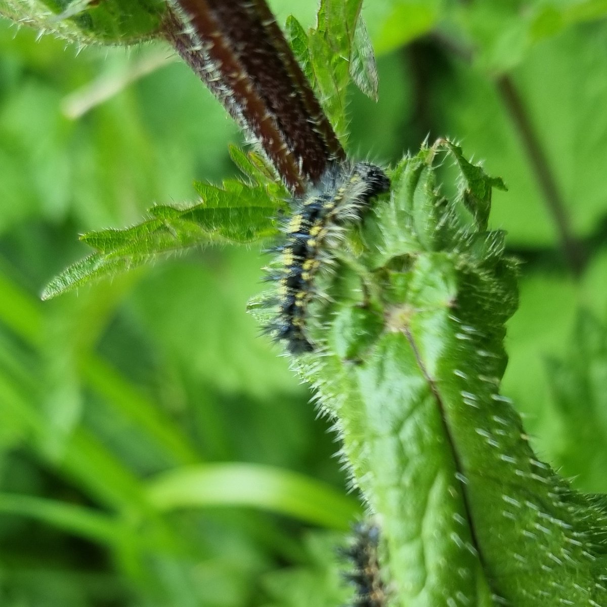 Becky Ward tweet media