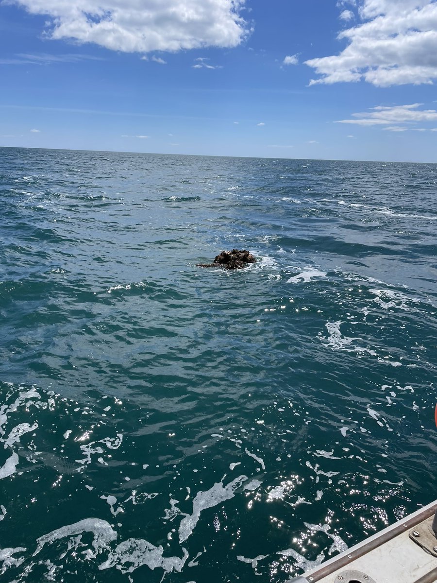 ThomasStamp's tweet image. Great few days servicing Pollack FISP @Innovasea fish tracking receiver network plus @CheloniaLtd FPODs across Lyme bay! #trackingnotslacking @PlymUni @Dr_Emma_Sheehan @ronanconlon19 @Pete_Davies1 @AHall_Marine