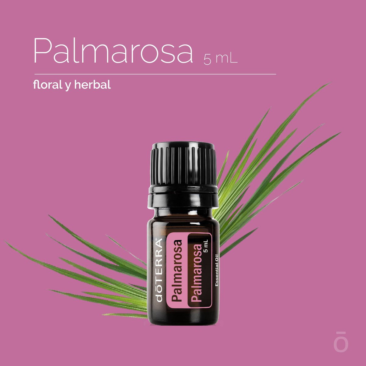 doTERRAMXof's tweet image. Enamórate de la deliciosa Palmarosa 💗💗💗 con esta #AnatomíaDeProducto. Palmarosa es el aceite esencial herbal con olor a flores que Revitaliza tu Piel y tu Bienestar 🌸🌸🌸