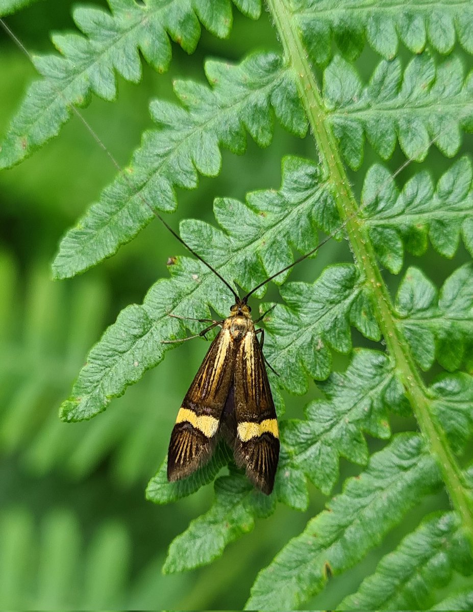 fssbirding's tweet image. Great to see over 100 Yellow-banded Longhorn (Nemophora degeerella) moths dancing in several groups over bracken in Brundholme Wood (damp oak/birch/mix), Cumberland (VC70). #biol0007 #FieldCourseFortnight 
@BritishMoths