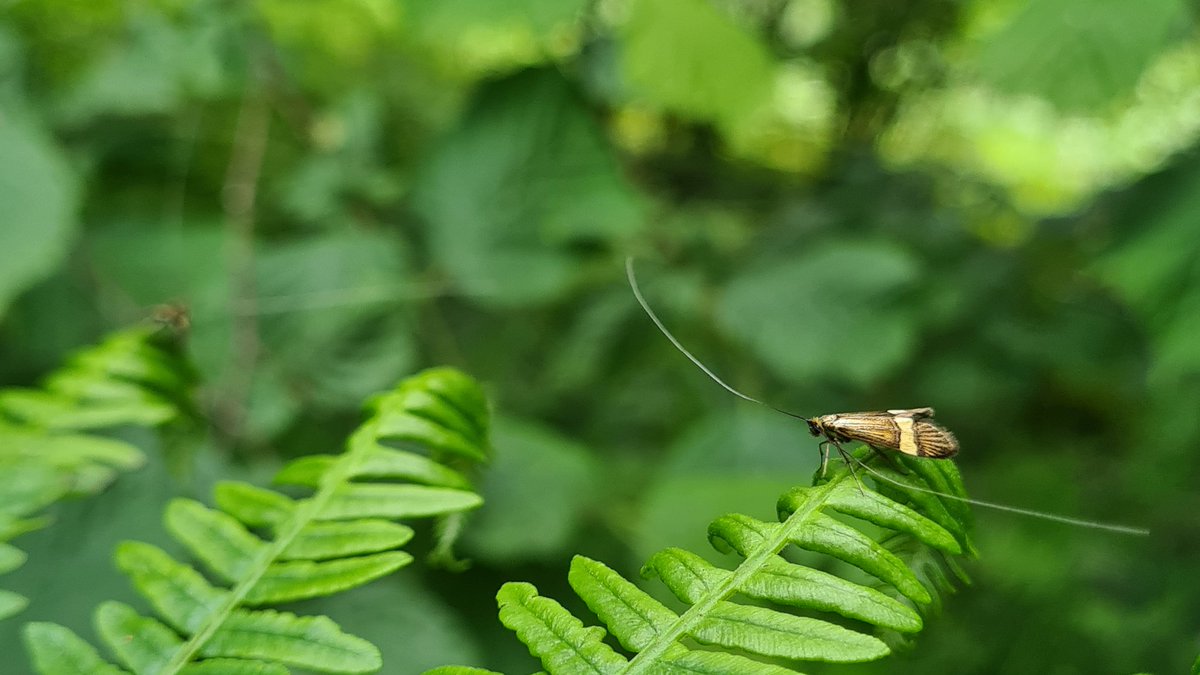 fssbirding's tweet image. Great to see over 100 Yellow-banded Longhorn (Nemophora degeerella) moths dancing in several groups over bracken in Brundholme Wood (damp oak/birch/mix), Cumberland (VC70). #biol0007 #FieldCourseFortnight 
@BritishMoths