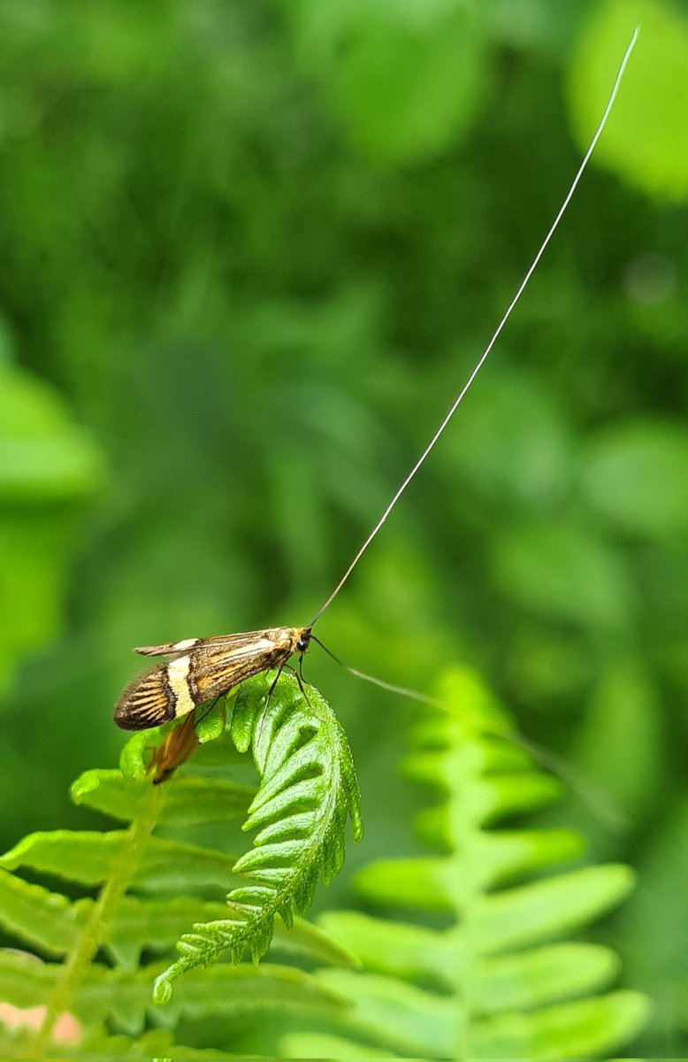 fssbirding's tweet image. Great to see over 100 Yellow-banded Longhorn (Nemophora degeerella) moths dancing in several groups over bracken in Brundholme Wood (damp oak/birch/mix), Cumberland (VC70). #biol0007 #FieldCourseFortnight 
@BritishMoths