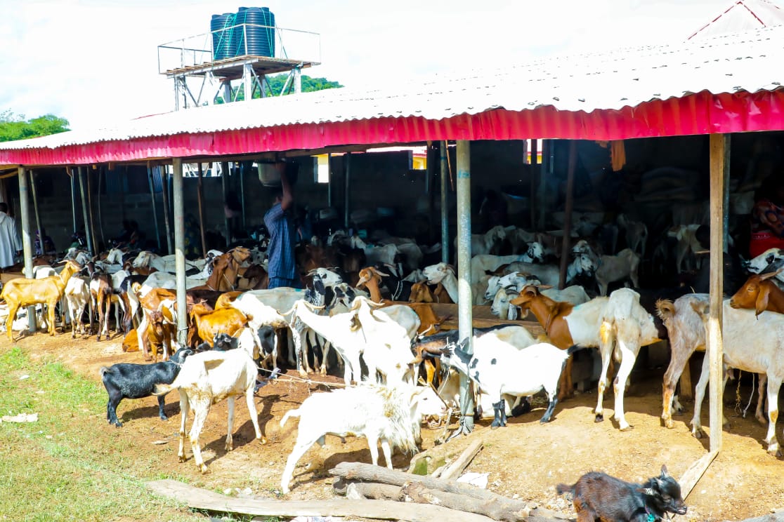 cpsekiti's tweet photo. EKSG to patronize local cattle, ram sellers for Muslim festival

... as Gov @biodunaoyebanji restates commitment to local content policy 

As part of his administration’s commitment to the local content policy aimed at empowering local businesses in the state, Ekiti State Governor, Mr. Biodun Oyebanji has, again directed that cattle sellers in the state should be the sole suppliers of rams for coming Eid- el- Kabir festival.

The Secretary to the State Government, Dr( Mrs) Habibat Adubiaro disclosed the government’s position during a meeting with cattle sellers at the Adere cattle market in Ado Ekiti on Wednesday. 

Dr Adubiaro said the directive was in line with the administration’s policy of patronizing local businesses, adding that the effort is aimed at boosting the state’s economy through support for local entrepreneurs. 

"We are here this morning as directed by His Excellency, Governor Biodun Oyebanji, who believes that the re-engineering of the economy value of Ekiti should go round the people and that is why he said this year again, our people should be patronized, they should be the sole suppliers of the rams. That’s why he sent us here to tell you that you are the ones that would supply all the rams that will be given to our people, the Muslims in Ekiti for the Ileya festival", she said. 

It is recalled that the Governor, last year mandated government at all levels to patronised local cattle sellers in the state, Dr. Adubiaro said it is a precedence the Governor has set to encourage the private sector, enhance competitiveness of local businesses and reduce the state’s reliance on external suppliers.

She explained that all the rams that the state government intends to give out to Muslims in the state would be purchased and supplied locally.

While assuring them that the Oyebanji led-administration remains committed to ensuring a robust local economy that can withstand external economic pressures by championing local patronage to build self-sufficiency and prosperous Ekiti State, the SSG called on all residents  and businesses in the state to follow suit by consistently supporting the local enterprises.

Responding on behalf of the cattle sellers association, Alhaji Alani Yakubu thanked the Governor for patronizing them since coming on board as governor of the state. He expressed optimism about potential increase in sales during the ileya festival.

He opined that patronage from the government would not only provide a substantial boost for their business but also stimulate local economy and foster a supportive environment for small and medium enterprises