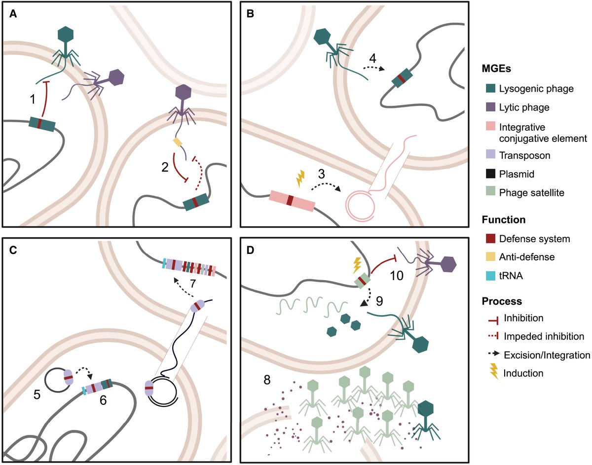 Cell Host & Microbe (@cellhostmicrobe) on Twitter photo Going viral: The role of mobile genetic elements in bacterial immunity
<a href="/BeatrizBeamud/">Beatriz Beamud</a> <a href="/FabBenz/">fabienne.benz</a> <a href="/dbikard/">David Bikard</a> review work revealing that most bacterial defense systems are carried by mobile elements, indicating complex evolutionary forces driving immunity cell.com/cell-host-micr… Going viral: The role of mobile genetic elements in bacterial immunity
<a href="/BeatrizBeamud/">Beatriz Beamud</a> <a href="/FabBenz/">fabienne.benz</a> <a href="/dbikard/">David Bikard</a> review work revealing that most bacterial defense systems are carried by mobile elements, indicating complex evolutionary forces driving immunity cell.com/cell-host-micr…