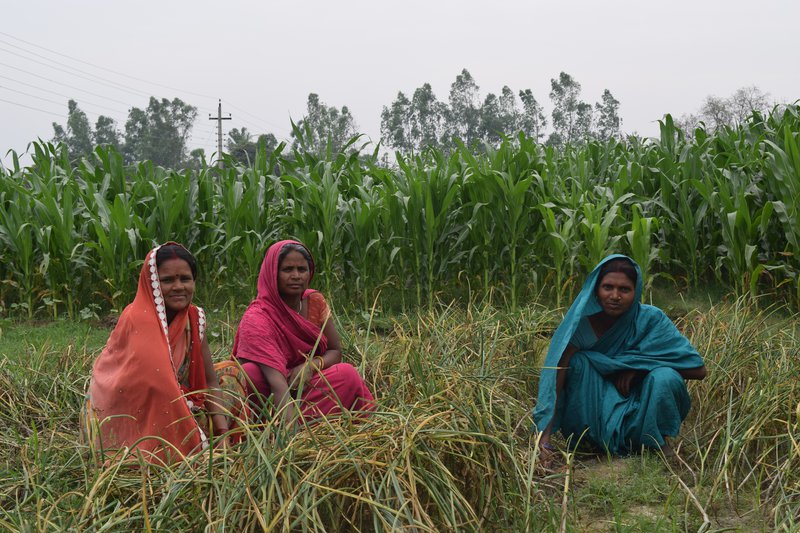 The <a href="/RerpSamriddhi/">RERP(SAMRIDDHI)</a> project supported by <a href="/IFAD/">International Fund for Agricultural Development</a> &amp; <a href="/MOICS_Official/">उद्योग, वाणिज्य तथा आपूर्ति मन्त्रालय</a>, is revolutionizing farming &amp; securing incomes in #Nepal's Koshi, Madhesh, Bagmati provinces🇳🇵

W/ market linkages &amp; modern techniques, "We can maximize our yield on smaller plots," says Minita Yadav 👩‍🌾🌽🌱🌾