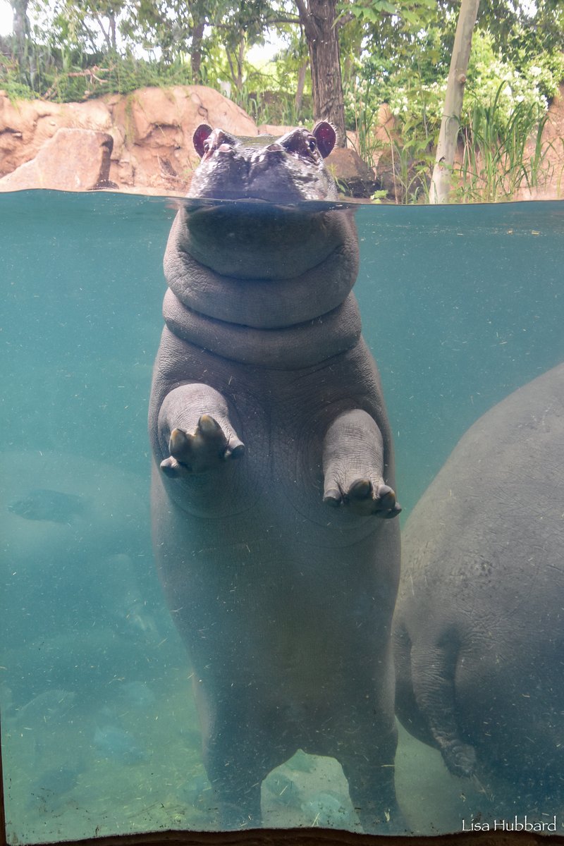 It doesn't get much cuter than Fritz standing to greet his fans! 🤩 Hippos spend the majority of the day soaking in water to keep their skin moist and bodies cool.