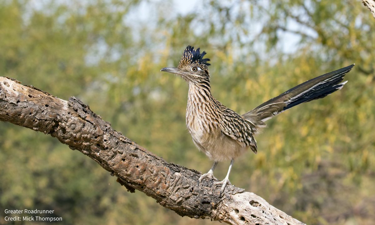Audubon Society tweet media