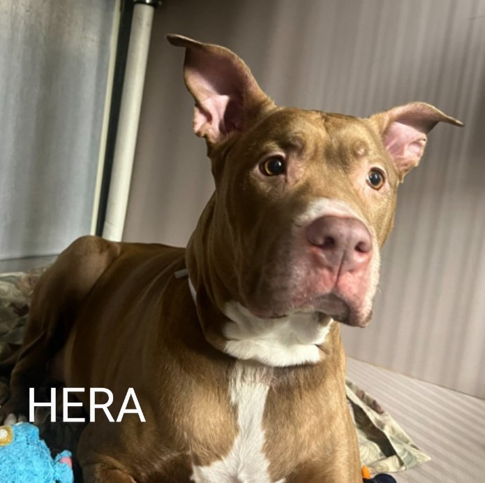 Jacquel35589242's tweet photo. HERA🩷 199893
#NYCACC
HERA is a pretty, 5 yr old who was abandoned & brought in by police😔
She's scared & anxious at the shelter, but cooperative!
Sweet girl has pneumonia & needs medical care!
Needs a place to get well & feel safe💞
PLEASE FOSTER/RESCUE #PLEDGE #SHARE 🙏💉🆘 https://t.co/8L3PczDHhx
