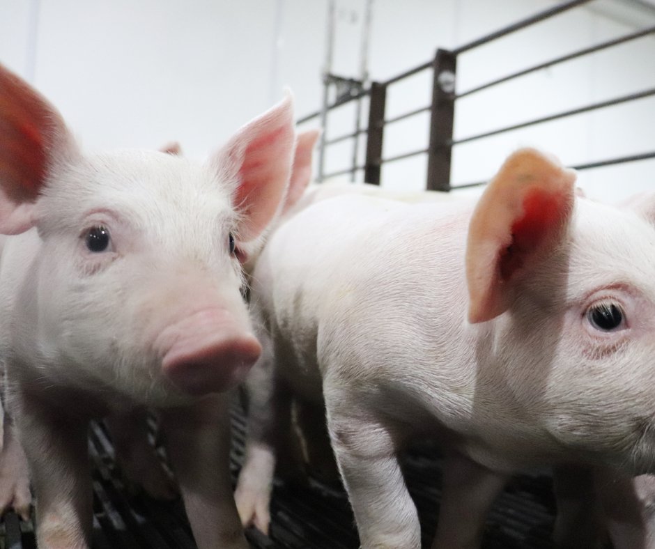 Livingston_Ent's tweet photo. Pigs have a reputation for being dirty animals but they are actually very clean. This reputation comes from pigs rolling in mud to cool themselves off in warm temps. But our pigs live in temperature controlled barns 365 days a year to always be comfortable! https://t.co/JFsOk4UFE7