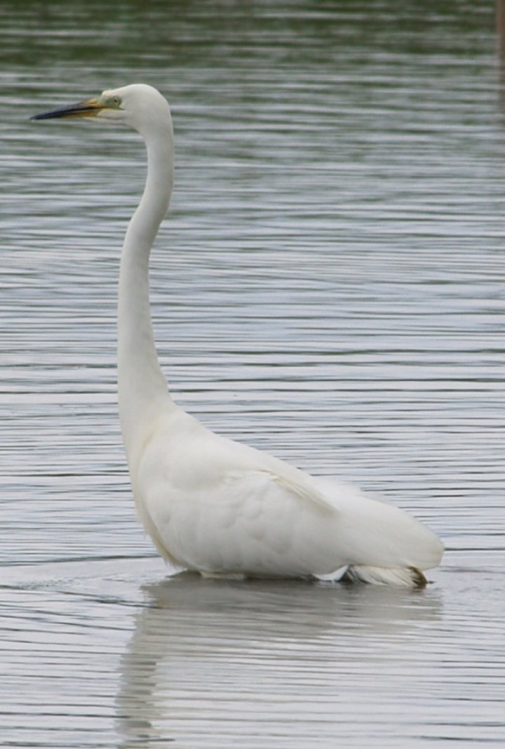 ReevesLj's tweet photo. Great white egret @burton https://t.co/JuN2lB0Zjn