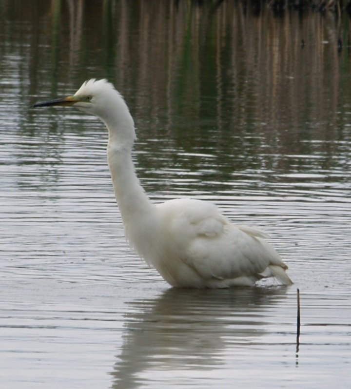 Great white egret <a href="/burton/">Burton</a>