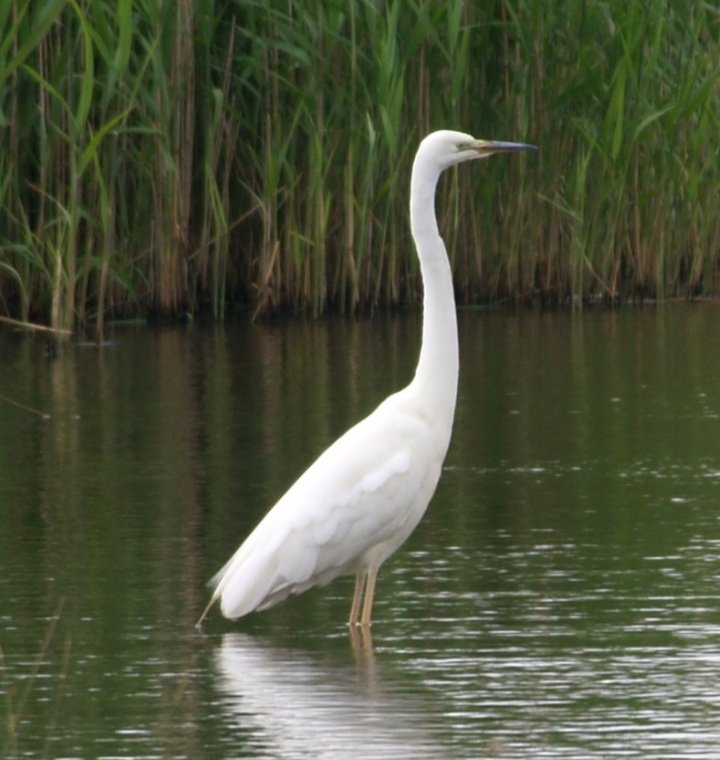 ReevesLj's tweet photo. Great white egret @burton https://t.co/JuN2lB0Zjn